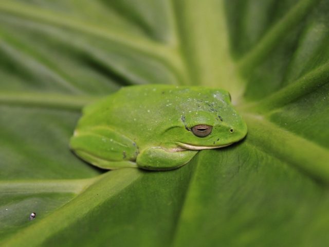 Μύκητας-δολοφόνος έχει εξαφανίσει 90 είδη αμφιβίων σε 50 χρόνια