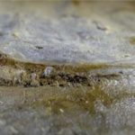 Αυτό είναι το αρχαιότερο μάτι του κόσμου