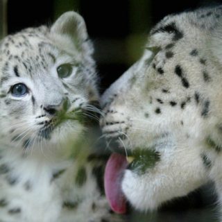 Κίνα: Οι αρμόδιοι του Κέντρου Άγριας Φύσης αναζητούν σύντροφο για μία λεοπάρδαλη του χιονιού