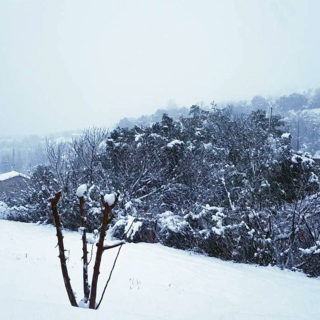 Πυκνή χιονόπτωση αυτή τη στιγμή στο Πήλιο