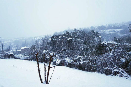 Πυκνή χιονόπτωση αυτή τη στιγμή στο Πήλιο