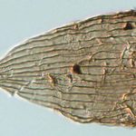 Είναι οι πεταλούδες πιο παλιές από τα λουλούδια;