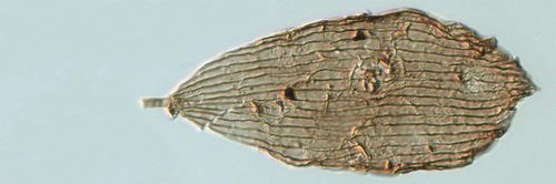 Είναι οι πεταλούδες πιο παλιές από τα λουλούδια;