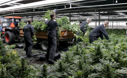 3,7 δισεκατομμύρια ευρώ ξόδεψαν οι Καναδοί το 2017 για την αγορά κάνναβης