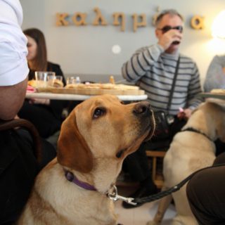 Οι σκύλοι-οδηγοί μπορούν ν’ αλλάξουν τη ζωή των ανθρώπων με προβλήματα στην όραση