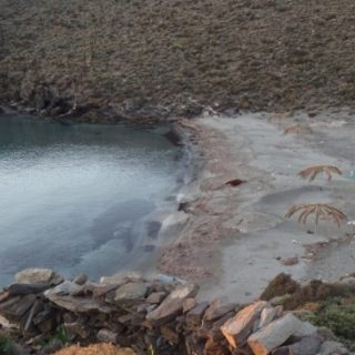 Τι συμβαίνει με τις αγελάδες και ταύρους που βρίσκονται στις ακτές των Κυκλάδων;