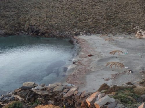 Τι συμβαίνει με τις αγελάδες και ταύρους που βρίσκονται στις ακτές των Κυκλάδων;