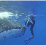 Απίστευτο βίντεο δείχνει φάλαινα να προστατεύει δύτρια από επίθεση καρχαρία [ΒΙΝΤΕΟ]