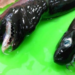 Τι θα κάνατε άμα βλέπατε μπροστά σας αυτά τα χαριτωμένα ψαράκια;