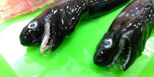 Τι θα κάνατε άμα βλέπατε μπροστά σας αυτά τα χαριτωμένα ψαράκια;