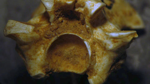 Ελλάδα: Σε ποια περιοχή έπεφτες πάνω σε κόμπρες