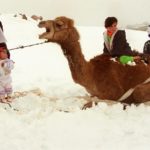 “Camelicious”, το πρώτο βρεφικό γάλα καμήλας βρίσκεται ήδη στα ράφια των σούπερ μάρκετ του Ντουμπάι