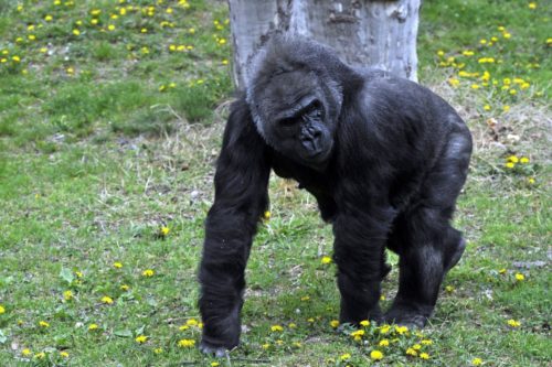 Υπάρχει ένα «σάιτ γνωριμιών» που απευθύνεται σε… γορίλες