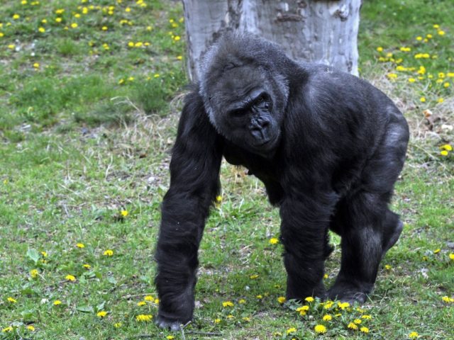 Υπάρχει ένα «σάιτ γνωριμιών» που απευθύνεται σε… γορίλες