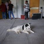 Ξεσηκώθηκαν οι φιλοζωΐκές με την τροπολογία για τ’ αδέσποτα