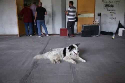 Ξεσηκώθηκαν οι φιλοζωΐκές με την τροπολογία για τ’ αδέσποτα