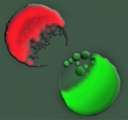 Στον μεγάλο πόλεμο στον κόσμο των βακτηρίων έριξε φως Ελληνίδα ερευνήτρια