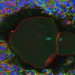 Δημιουργήθηκαν τα πρώτα ανθρώπινα ωάρια στο εργαστήριο