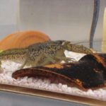 Αυτή η καραβίδα κλωνοποιεί τον εαυτό της και εξαπλώνεται με ανησυχητικούς ρυθμούς