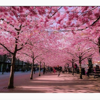 Οι ανθισμένες κερασιές στην Ιαπωνία είναι το ωραιότερο πράγμα που θα δείτε σήμερα [ΕΙΚΟΝΕΣ-ΒΙΝΤΕΟ]