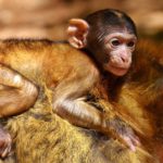 Γερμανία: Δίωξη σε ερευνητές για σκληρά πειράματα που έκαναν σε πιθήκους