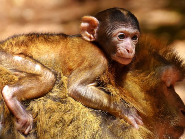 Γερμανία: Δίωξη σε ερευνητές για σκληρά πειράματα που έκαναν σε πιθήκους
