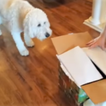 Δε θα πιστέψετε τι είχε μέσα το κουτί που έφεραν σε έναν σκύλο ως δώρο-έκπληξη για τα γενέθλιά του…