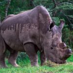 Ο τελευταίος αρσενικός λευκός ρινόκερος πεθαίνει και το είδος του οδεύει προς την εξαφάνιση