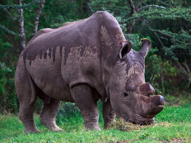 Ο τελευταίος αρσενικός λευκός ρινόκερος πεθαίνει και το είδος του οδεύει προς την εξαφάνιση