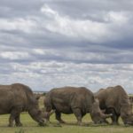 Μποτσουάνα: Αριθμός ρεκόρ ρινόκερων έχουν σκοτωθεί φέτος από λαθροθήρες