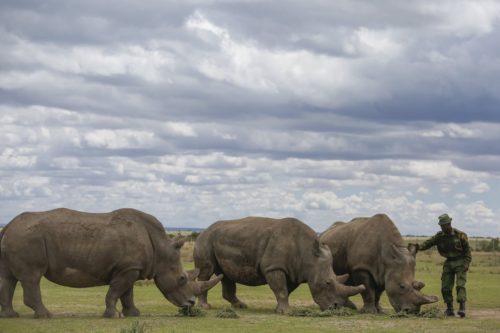 Μποτσουάνα: Αριθμός ρεκόρ ρινόκερων έχουν σκοτωθεί φέτος από λαθροθήρες