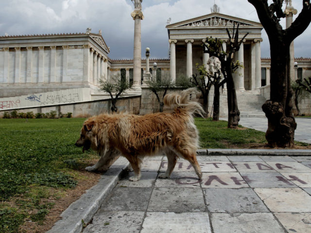«Το νέο νομοσχέδιο για τα κατοικίδια προωθεί το εμπόριο, τους εκτροφείς και σκοτώνει τον εθελοντισμό»