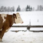 Εκατομμύρια Αμερικάνοι πιστεύουν ότι το σοκολατούχο γάλα προέρχεται από καφέ αγελάδες