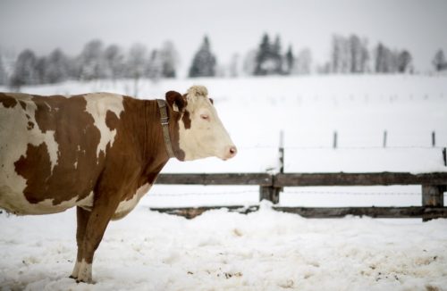 Εκατομμύρια Αμερικάνοι πιστεύουν ότι το σοκολατούχο γάλα προέρχεται από καφέ αγελάδες