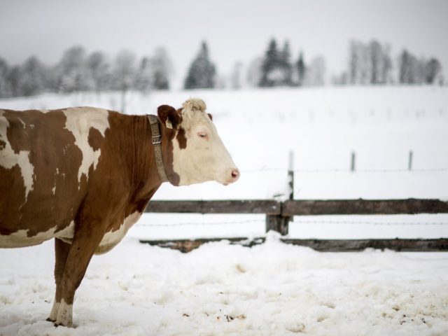 Εκατομμύρια Αμερικάνοι πιστεύουν ότι το σοκολατούχο γάλα προέρχεται από καφέ αγελάδες