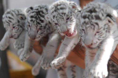 Κίνα: Σκληρός αγώνας για να αυξηθεί ο αριθμός των τίγρεων στα νότια της χώρας