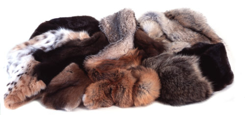 Το Σαν Φρανσίσκο απαγορεύει τη γούνα από την 1η Ιανουαρίου 2019