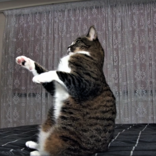 Τα απίστευτα κόλπα αυτής της γάτας αποδεικνύουν πως δεν εκπαιδεύονται μόνο οι σκύλοι… [ΒΙΝΤΕΟ]