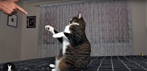 Τα απίστευτα κόλπα αυτής της γάτας αποδεικνύουν πως δεν εκπαιδεύονται μόνο οι σκύλοι… [ΒΙΝΤΕΟ]