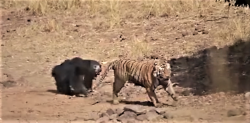 Μία σπάνια μονομαχία μεταξύ τίγρης και αρκούδας καθηλώνει τον κόσμο του διαδικτύου [ΒΙΝΤΕΟ]