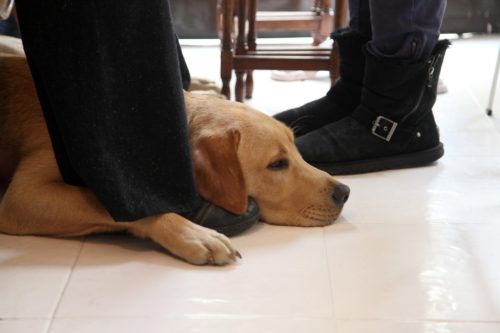 Καταδικάστηκε οδηγός ταξί που αρνήθηκε να επιβιβάσει τυφλή κοπέλα λόγω του σκύλου οδηγού της