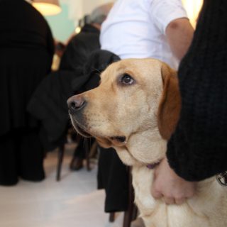 Τι πρέπει να κάνετε αν βρεθείτε μπροστά σ’ ένα αδέσποτο