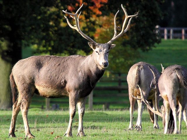 Κίνα: Ελεύθερα στη φύση αφέθηκαν 47 σπάνια Ελάφια του Δαυίδ