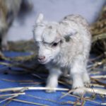 Κίνα: Μητέρα έγινε η πρώτη κλωνοποιημένη κατσίκα