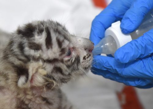 Κίνα: Τριάντα αξιολάτρευτα τιγράκια της Σιβηρίας γεννήθηκαν σε ειδικό κέντρο αναπαραγωγής