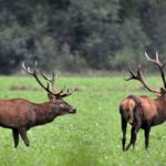 Με εξαφάνιση απειλείται το κόκκινο ελάφι στην Ελλάδα