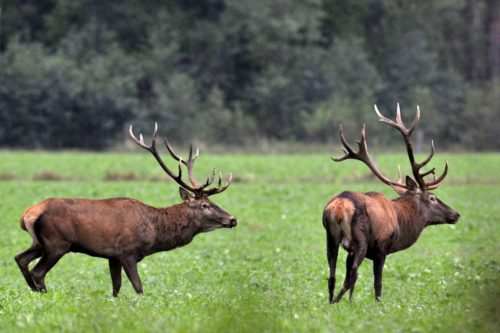 Με εξαφάνιση απειλείται το κόκκινο ελάφι στην Ελλάδα