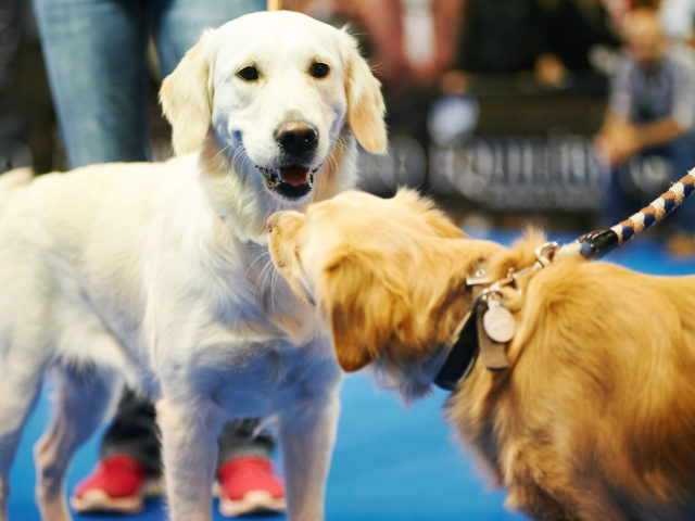Η Θεσσαλονίκη εκπαιδεύει και εκπαιδεύεται για τα κατοικίδια της