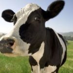 Το μέγεθος των θηλαστικών μικραίνει και κάποια στιγμή το μεγαλύτερο ζώο θα είναι η αγελάδα!