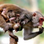 Ινδία: Βρέφος 16 ημερών ημερών έχασε την ζωή του, όταν πίθηκος το άρπαξε από το σπίτι του